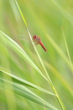 Yaygın kızıl bir yusufçuk, timsah eritraea, kanatlarını açarak kanatlarını kurutuyor, sıcak güneş ışığında.