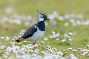Kuzey kanadı, Vanellus Vanellus, parlak güneş ışığı altında bir çayırda yiyecek arıyor..