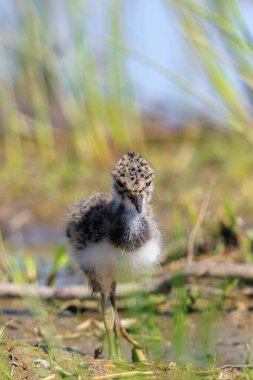 Northern lapwing chick, Vanellus vanellus, foraging in a meadow in bright sunlight. clipart