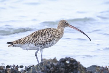 Avrasya kıvrımlı Numenius arquata kıyı kuşu kayalara tünemişti..