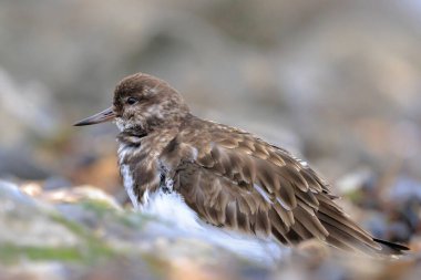 Kırmızı turnstone yürüyen kuş, sahilinde kayaların arasında yiyecek arama Arenaria interpres. Bu kuşlar sürüler sahilinde yaşayan ve göç.