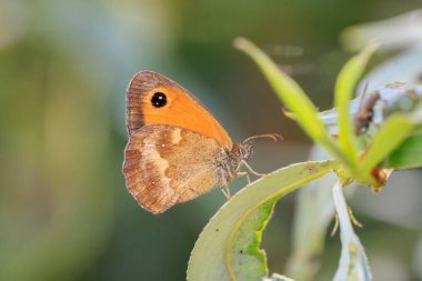 The gatekeeper butterfly, Pyronia tithonus, resting on green vegetation clipart