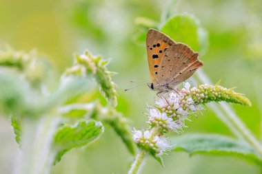 Tatlı bir küçük veya sık kullanılan bakır kelebek