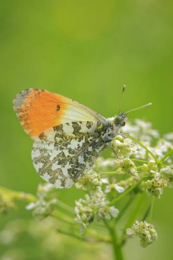 Anthocharis cardamines Orange tip male butterfly resting in sunlight top view with wings opened, foraging. clipart