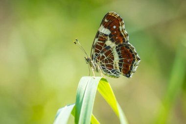 Harita kelebeğinin kanatlarına yakın çekim, araschnia levana, yaz kıyafeti içinde. Harita iki yıllık kuluçka dönemi çok farklı görünüyor. Bu yaz yavruları siyah ve beyaz lekeli..