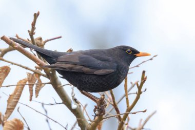 Erkek bir Avrupalı Karatavuk, Turdus Merula, açık ve güneşli bir bahar gününde bir ağaçta şarkı söylüyor..