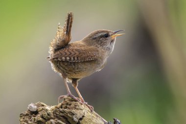 Avrasya Wren kuşunun yakın çekimi, Troglodit trogloditleri, bahar zamanı bir ormanda öten kuş.