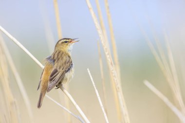 Closeup of a Sedge Warbler bird, Acrocephalus schoenobaenus, singing to attract a female during breeding season in Springtime clipart