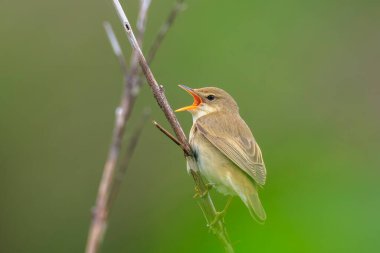 Bataklık bülbülü, Akrocephalus palustris, tarlada öten kuş.