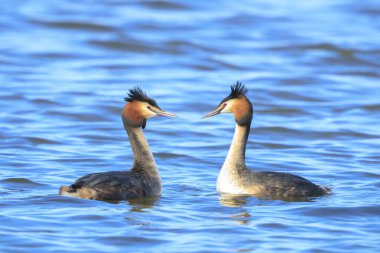 Büyük bir ibikli yunusun portresi, Podiceps kristali bir gölün su yüzeyinde yüzüyor..
