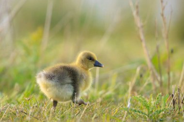 Greylag kaz civcivi Anser anser 'ın yeşil bir çayırda yiyecek arama görüntüsü.