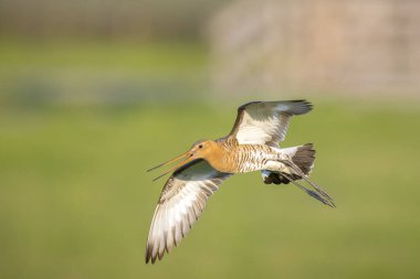 Siyah kuyruklu lanet limosa Limosa mavi bir gökyüzüne karşı uçuş. Avrupa nüfusunun çoğu Hollanda'da ürer.