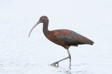 Glossy Ibis, Plegadis Falcinellus 'a yakın, suda tüy arayan balıkçı kuşu.