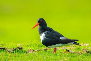 Avrasya istiridye avcısı balıkçı kuşu, Haematopus ostralegus, rengarenk bir çayırda tünemiş, yiyecek arıyor, şarkı söylüyor ve bahar mevsiminde sesleniyordu..
