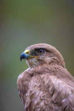 Sıradan bir akbaba, Buteo Buteo, ormandaki bir ağaca tünemiş yırtıcı kuş.