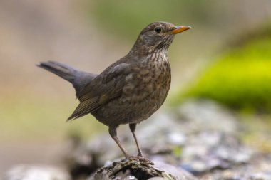 Erkek bir Avrupalı Karatavuk, turdus merula, dişi kuş ormana tünemiş.