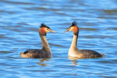 Büyük bir ibikli yunusun portresi, Podiceps kristali bir gölün su yüzeyinde yüzüyor..