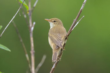 Bataklık bülbülü, Akrocephalus palustris, tarlada öten kuş.