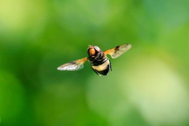 Closeup of a Pellucid hoverfly, Volucella pellucens, in flight clipart