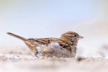 Bir ev serçesine yakın, Passer domesticus, toz veya kum banyosu yapıyor..