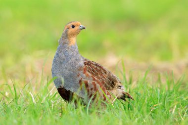 Gri bir kekliğin, Perdix Perdix perdix 'in, yeşil bir çayırda arama ve koşma.