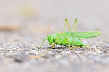 Tettigonia Viridissima 'nın Büyük Yeşil Çalı-Çekirgesi' nin Makro yakın çekimi, güneşte ısınıyor.