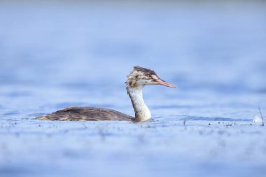 Büyük bir ibikli yunusun portresi, Podiceps kristali bir gölün su yüzeyinde yüzüyor..