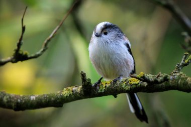 Bir uzun kuyruklu baştankara veya bushtit, uzun kuyruklu Bayağı uzunkuyruk, bir ormanda yiyecek arama sırasında sonbahar kuş closeup. Kısa, güdük bill ve çok uzun, dar bir kuyruklu küçük bir yuvarlak gövdeli baştankara.