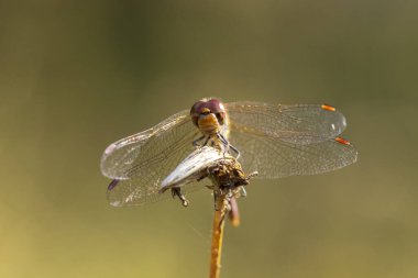 Sıradan bir Darter, Sympetrum striolatum, kanatları açık bir erkek kanatlarını kurutuyor, sıcak güneş ışığında..