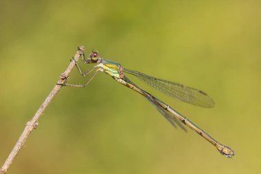 Güneşin altında dinlenen batı zümrüt zümrüt böceği Chalcolestes viridis 'in ayrıntıları.