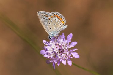 Sabahın erken saatlerinde Ortak Mavi Kelebek, Polyommatus icarus, parlak güneş ışığı altında bir çayırdaki bir çiçekte tozlaşıyor..