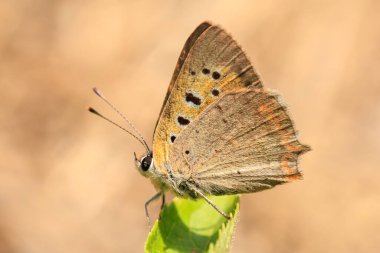 Küçük ya da sıradan bir bakırın, Lycaena phlaeas 'ın, bitki örtüsünün üzerinde dinlenen kelebeğin yakın çekimi