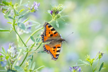 Küçük kaplumbağa kabuğu Aglais urticae kelebeğine yakın çekim. Doğa tarafından izole edilmiş mor çiçekler.