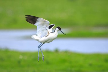 Pied Avocet 'in yakın çekimi, Recurvirostra avosetta, bir alanda çiftleşme