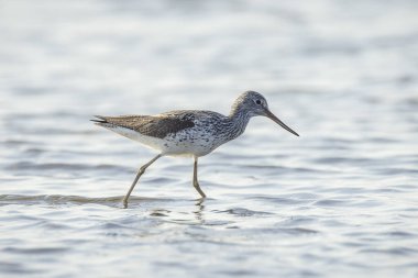 Yaygın yeşillik, Tringa nebularia, sulak alanlarda avlanan balıkçı kuşları.