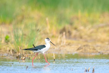 Siyah boyunlu çubuk, Himantopus Himantopus, balıkçı kuşları poz verip yiyecek arıyorlar. Bir yuva kurup beslemek.