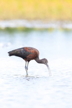 Glossy Ibis, Plegadis Falcinellus 'a yakın, suda tüy arayan balıkçı kuşu.