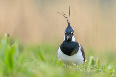 Vanellus Vanellus, bir çayırda yiyecek ararken kuzey kanadına yaklaş..
