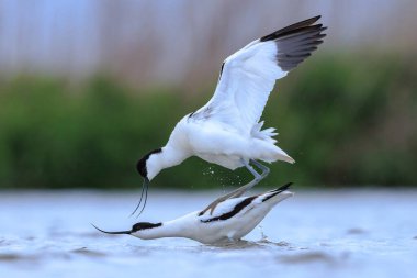 Close-up of a Pied Avocet, Recurvirostra avosetta, mating clipart