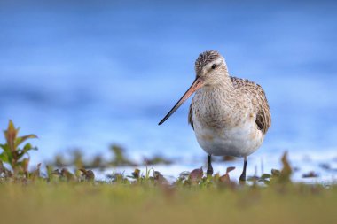 Çubuk kuyruklu bir Godwit, Limosa Lapponica, çayırlarda avlanan ve poz veren balıkçı kuşları.