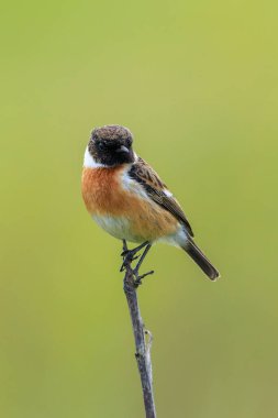 Stonechat, Saxicola rubicola, sabah güneşinde şarkı söyleyen erkek kuş.