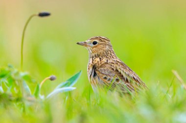Avrasya tarla kuşu, Alauda arvensis, parlak güneş ışığında yürüyen bir çayırda.