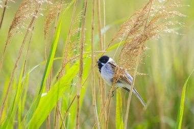 Alelade bir sazlık kiraz kuşu olan Emberiza schoeniclus, kamış başlıklı Phragmites australis 'te şarkı söyler. Sazlık yatakları, bulutlu bir günde bahar mevsiminde sert rüzgarlar nedeniyle sallanıyor..