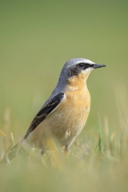 Kuzeyli bir erkek kuş olan Oenanthe Oenanthe Oenanthe 'ye yakın plan.