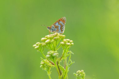 Glanville Fritillary 'e yakın çekim, melitaea cinxia, çayırda çiftleşen kelebek