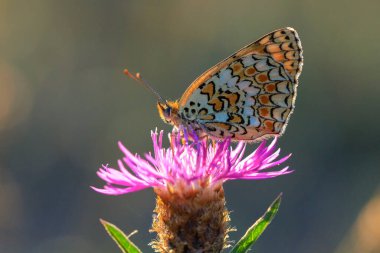 Knapweed fritiller, Melitaea phoebe, kelebek dinleniyor ve güneş ışığında tozlaşıyor..
