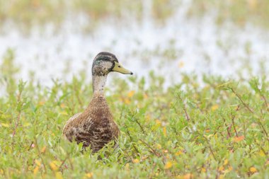Dişi bir yaban ördeği, Anas platyrhynchos, çimlerin üzerinde gururla durur..
