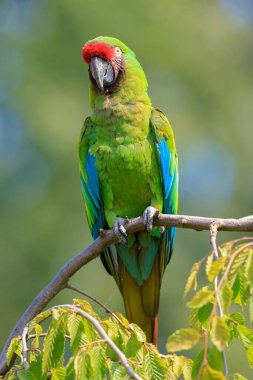 Büyük yeşil papağan Ara ambiguus, Buffons ara, Buffon 'un papağanı ya da büyük askeri papağanın bir ağaca tünediği yakın plan.