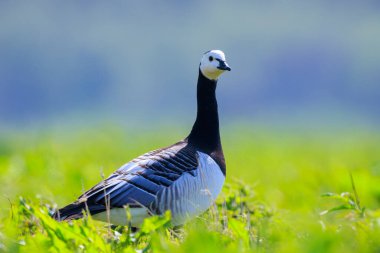 Barnacle kaz Branta leucopsis yürüyüş ve güneşli bir günde bir çayırda yiyecek arama Close-up