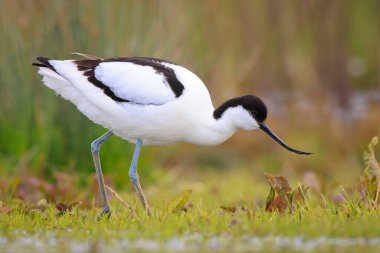 Pied Avocet, Recurvirostra avosetta 'nın yakın plan görüntüsü.
